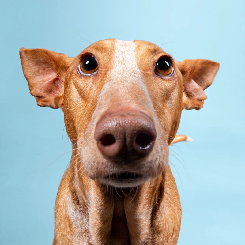 Hondenfotograaf - portret van je huisdier