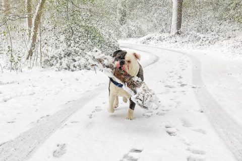 Bumper-sneeuw-hondenfotograaf-min