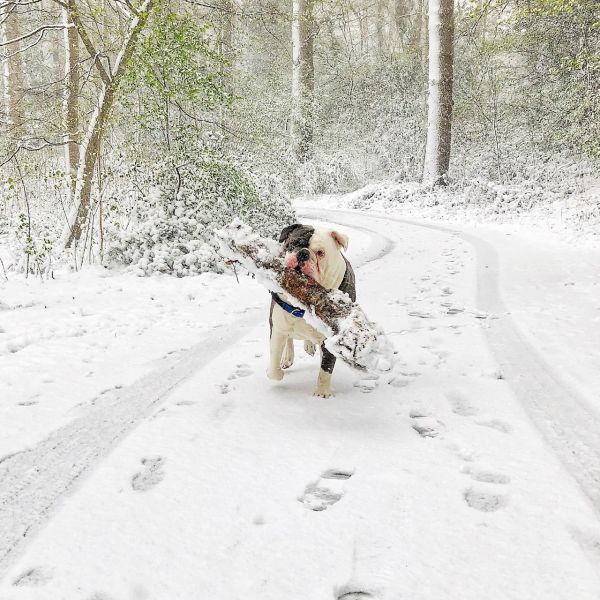 Bumper-sneeuw-hondenfotograaf-min